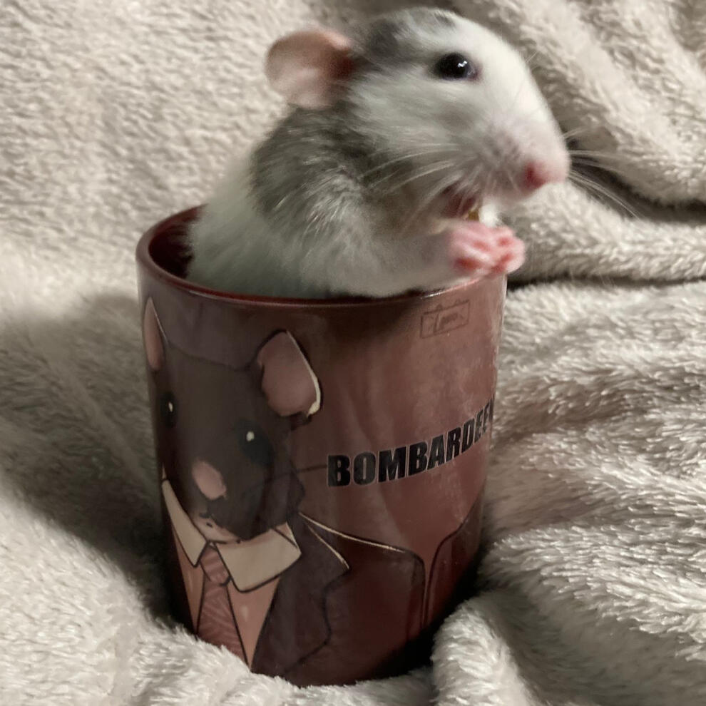 Bombardeen