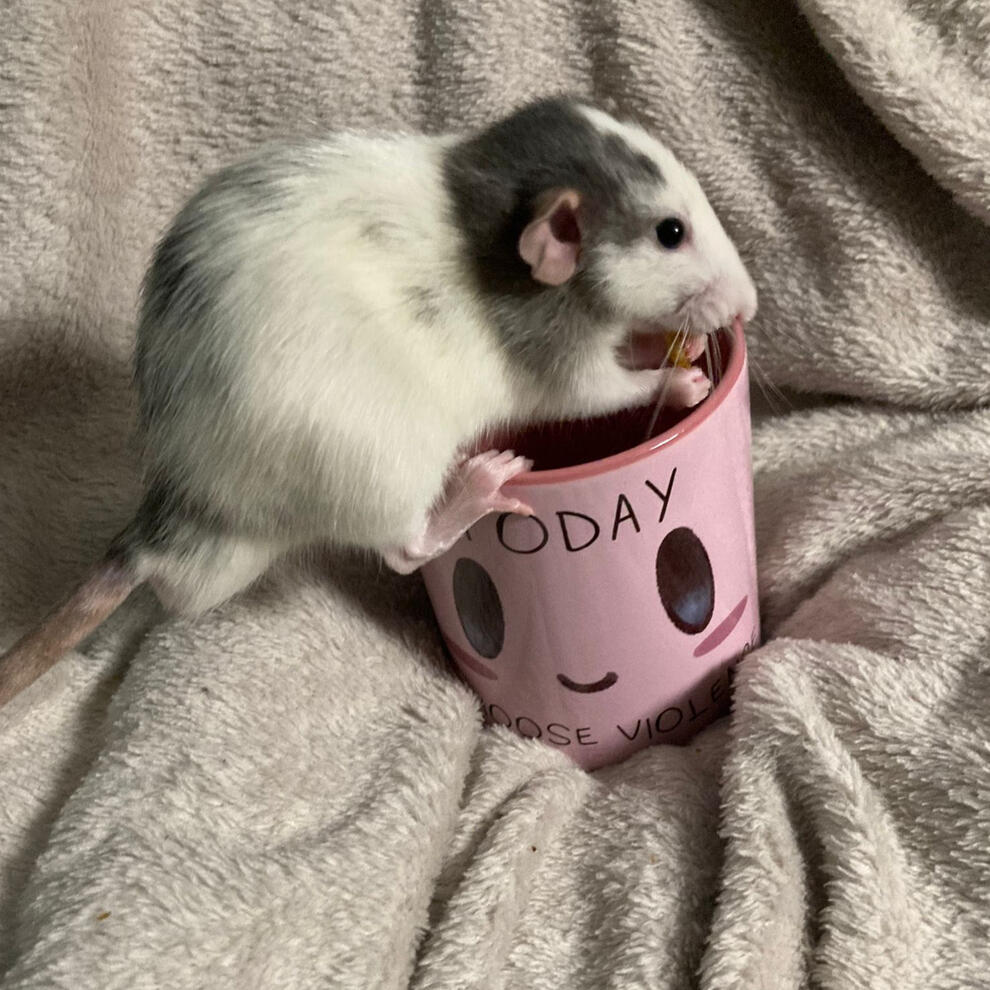 Today I choose violence