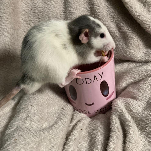 Today I choose violence